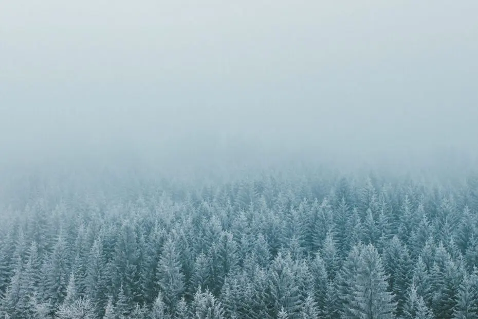 Pine forest in winter
