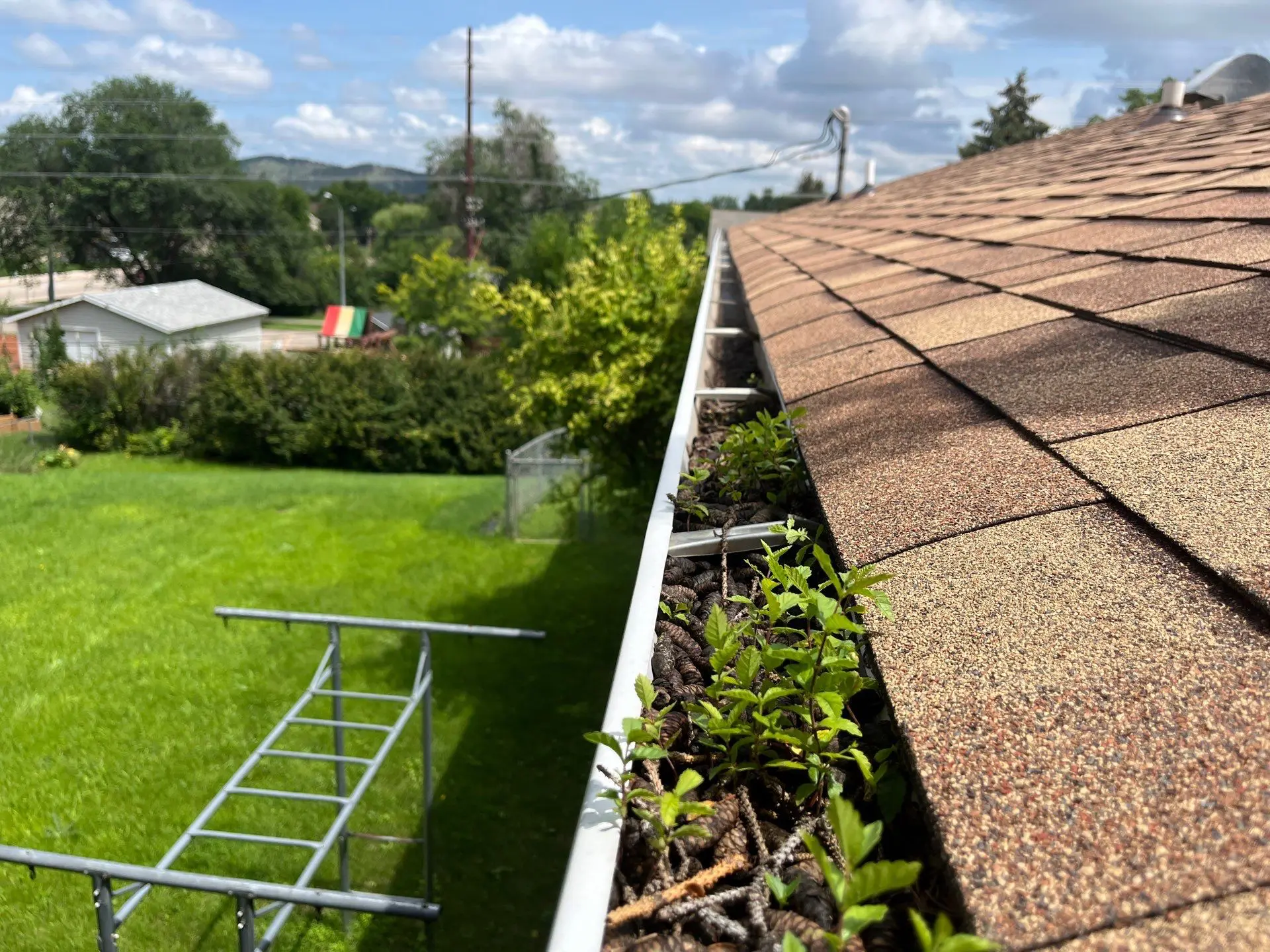 Gutters full of debris and sprouting plants