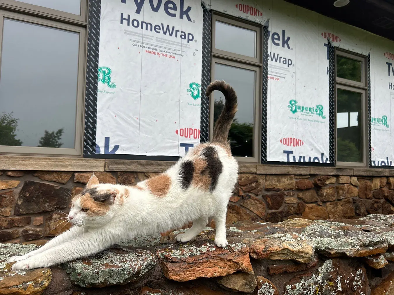 cat picture papendick