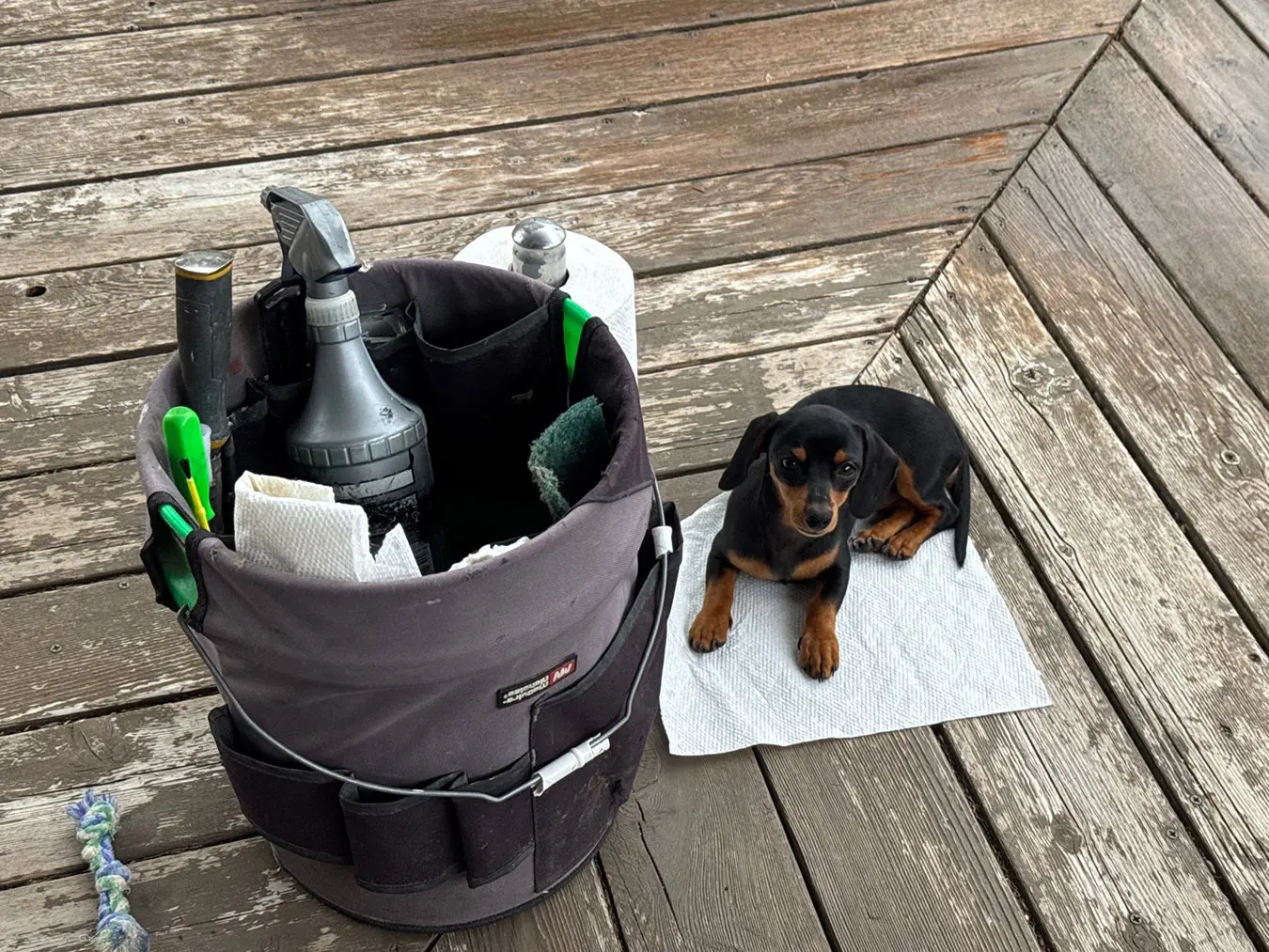 dog picture even took