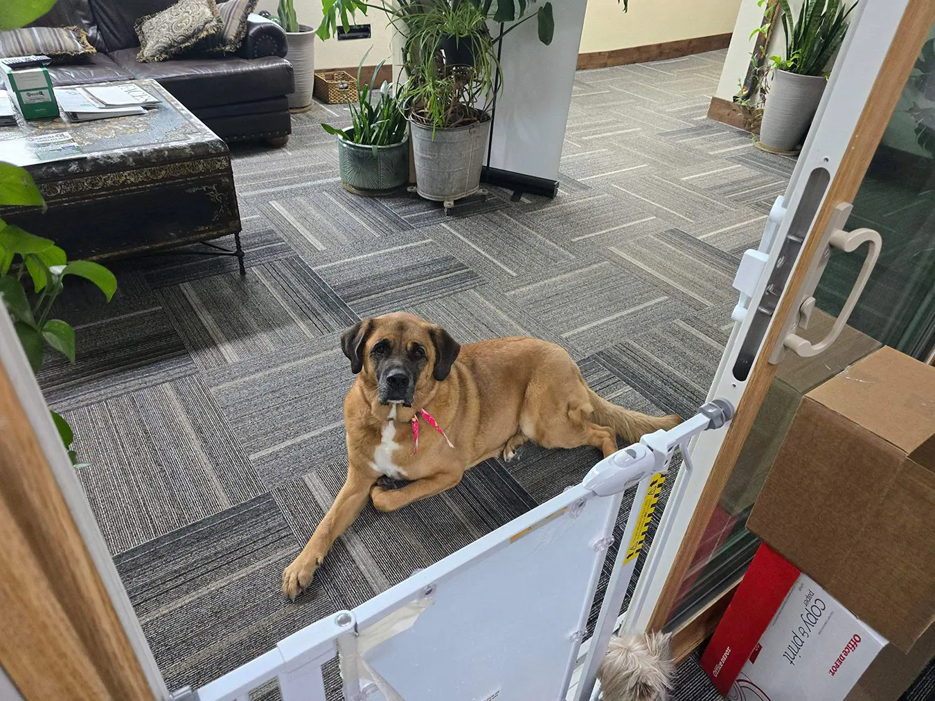 pic of dog