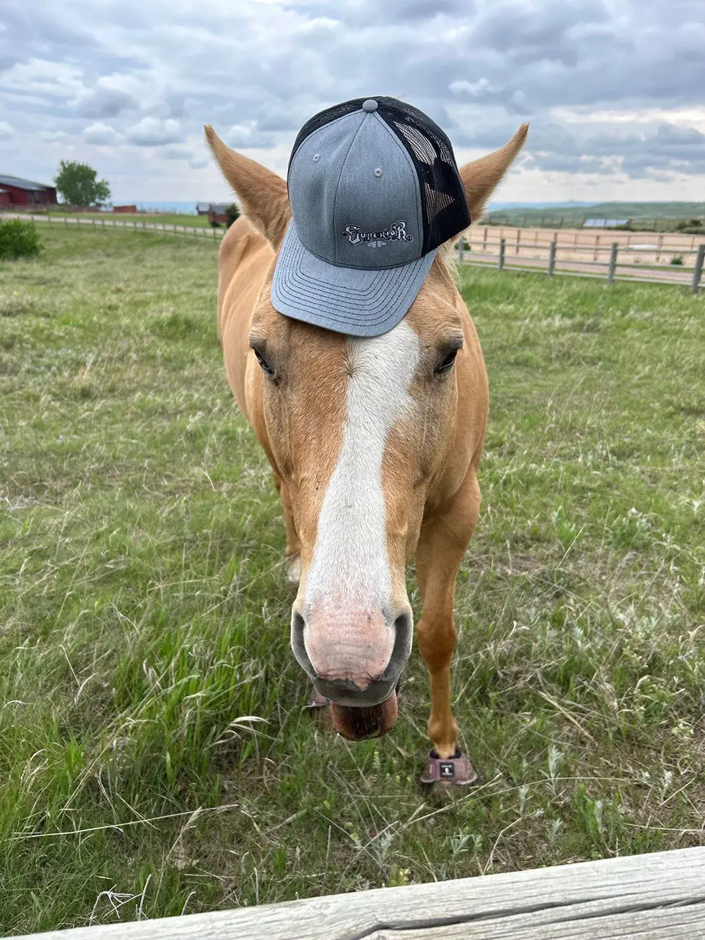 pic of horse