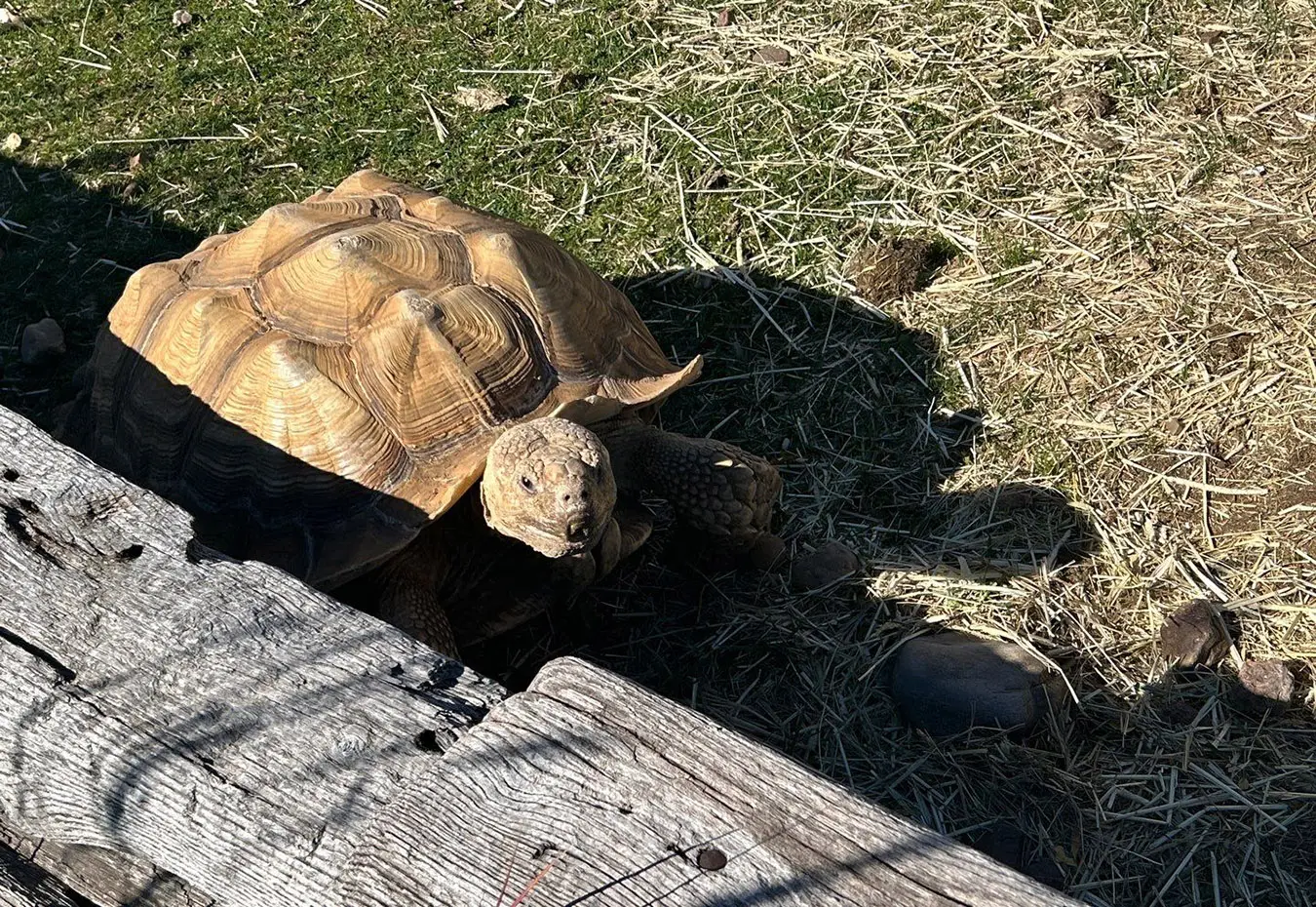 picture of turtle