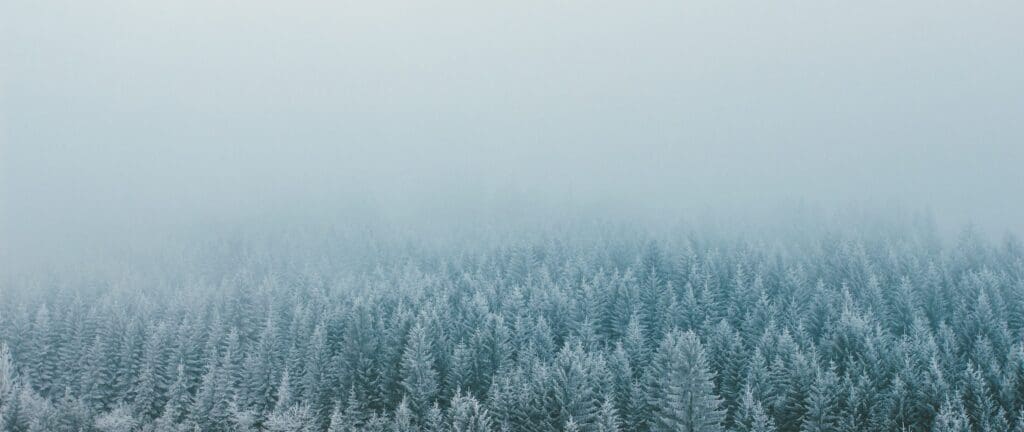 Pine forest in winter