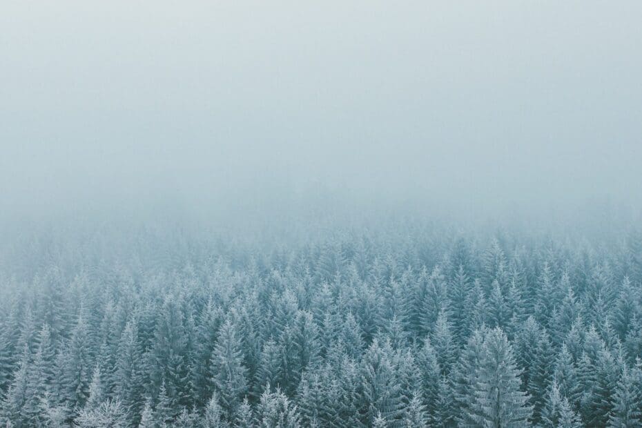 Pine forest in winter